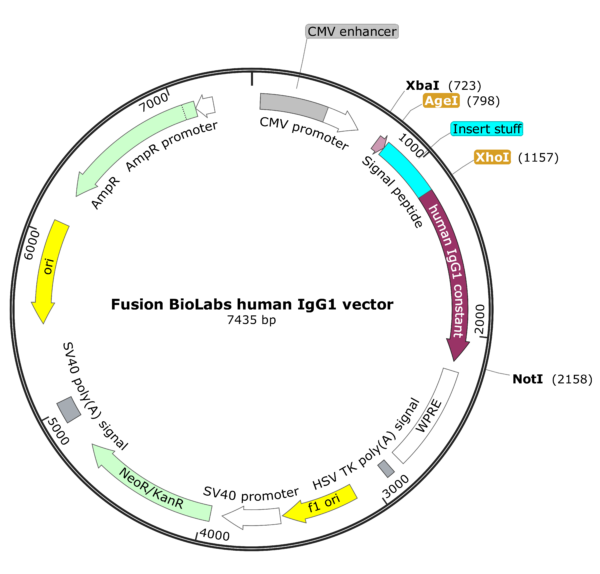 Fusion BioLabs human IgG1 vector map