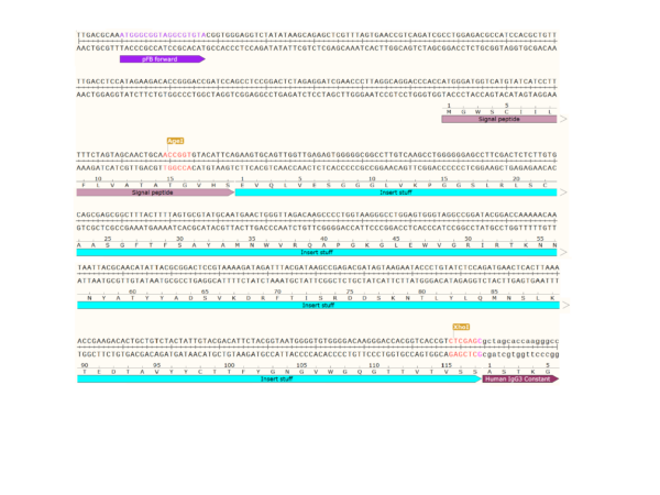 pFB-CHIg-hG3: Human IgG3 Mammalian Expression Vector - Image 3
