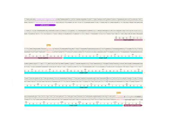 pFB-CHIg-hG4: Human IgG4 Mammalian Expression Vector - Image 3