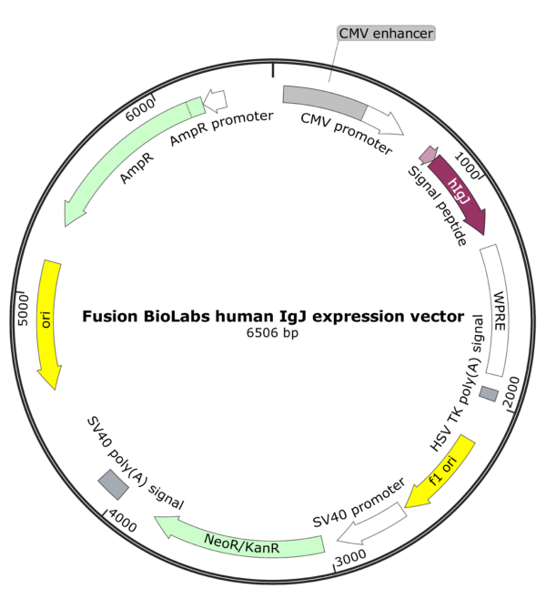 Fusion BioLabs human IgJ expression vector for pentamer hIgM Map