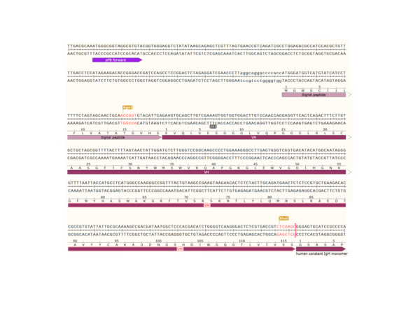 pFB-CHIg-hM (monomer): Human IgM Mammalian Expression Vector - Image 3