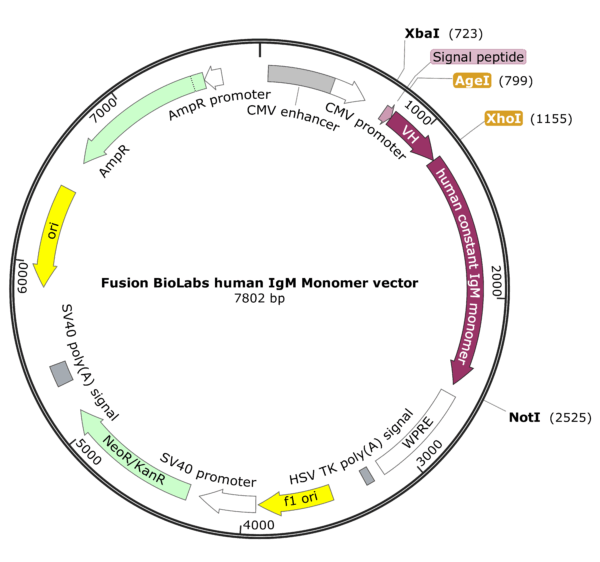 Fusion BioLabs human IgM Monomer vector Map