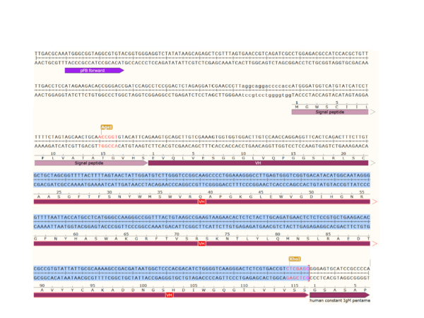 pFB-CHIg-hM (pentamer): Human IgM Mammalian Expression Vector - Image 3
