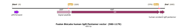 pFB-CHIg-hM (pentamer): Human IgM Mammalian Expression Vector - Image 2
