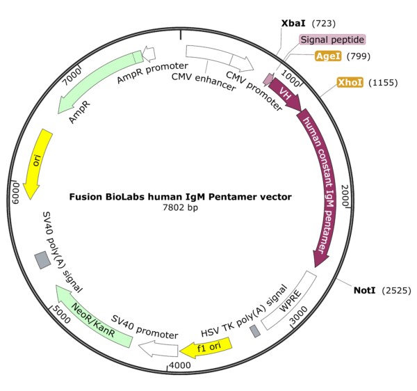 Fusion BioLabs human IgM Pentamer vector Map