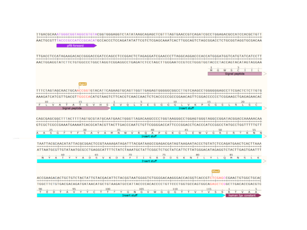 pFB-CLIg-hk: Human Igk Mammalian Expression Vector - Image 3