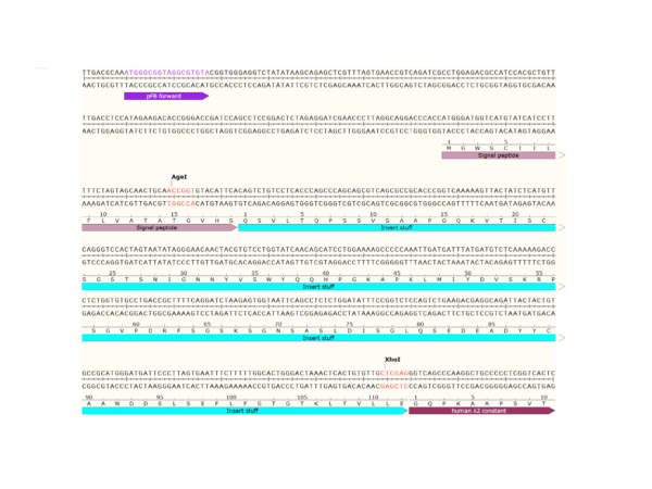pFB-CLIg-hl: Human Igλ2 Mammalian Expression Vector - Image 3