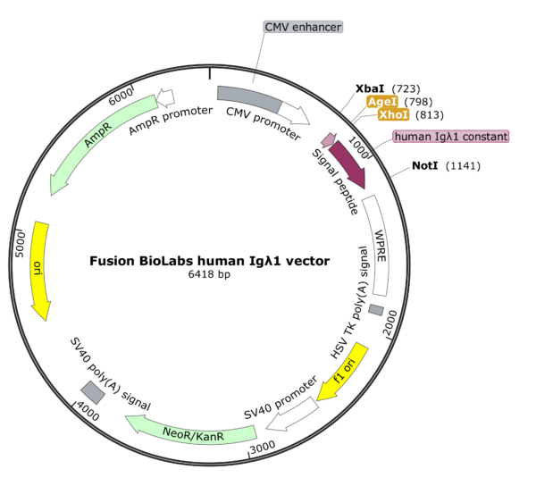Fusion BioLabs human Igλ1 vector Map
