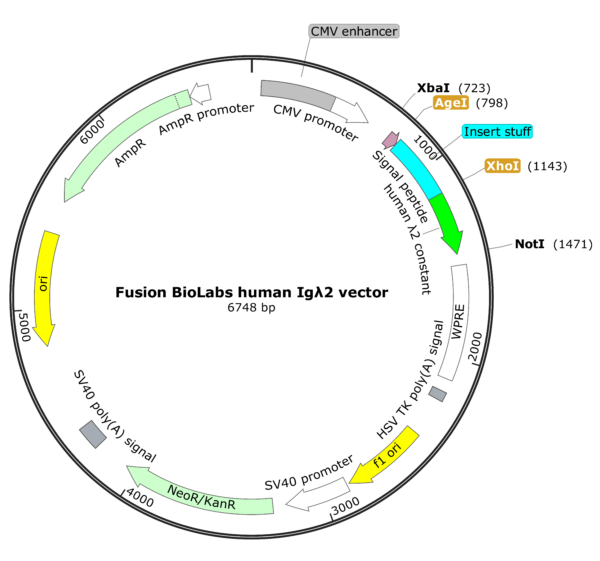 Fusion BioLabs human Igλ2 vector Map