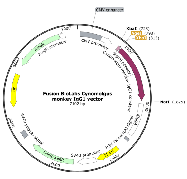 Fusion BioLabs Cynomolgus monkey IgG1 vector Map