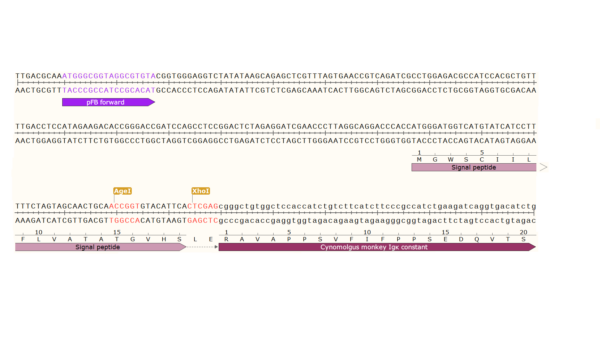 pFB-CLIg-cmk: Cynomolgus monkey Igk Mammalian Expression Vector - Image 3