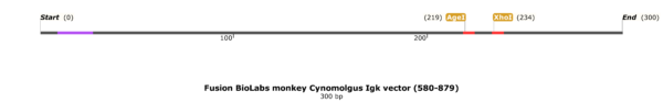 pFB-CLIg-cmk: Cynomolgus monkey Igk Mammalian Expression Vector - Image 2