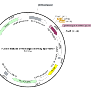 Fusion BioLabs Cynomolgus monkey Igk vector Map