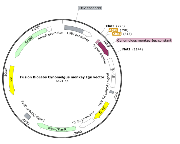 Fusion BioLabs Cynomolgus monkey Igk vector Map