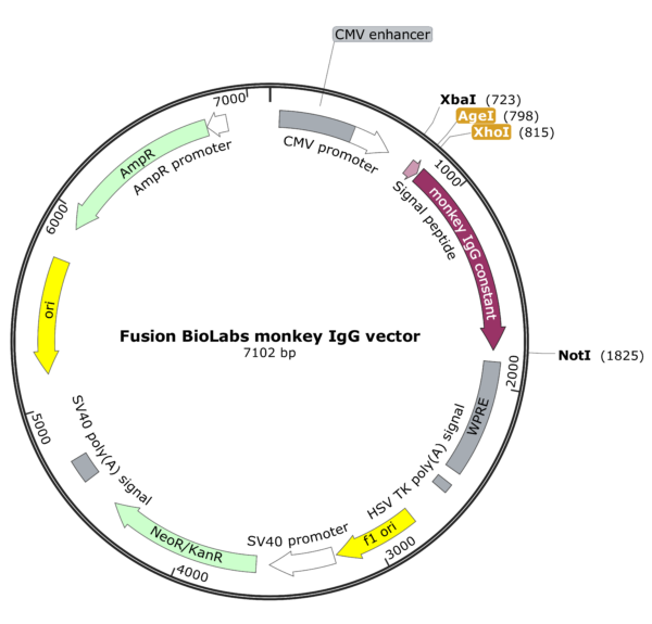 Fusion BioLabs monkey IgG vector Map