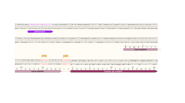 pFB-CLIg-rmk: Rhesus monkey Igk Mammalian Expression Vector - Image 3