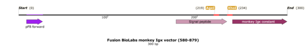 pFB-CLIg-rmk: Rhesus monkey Igk Mammalian Expression Vector - Image 2