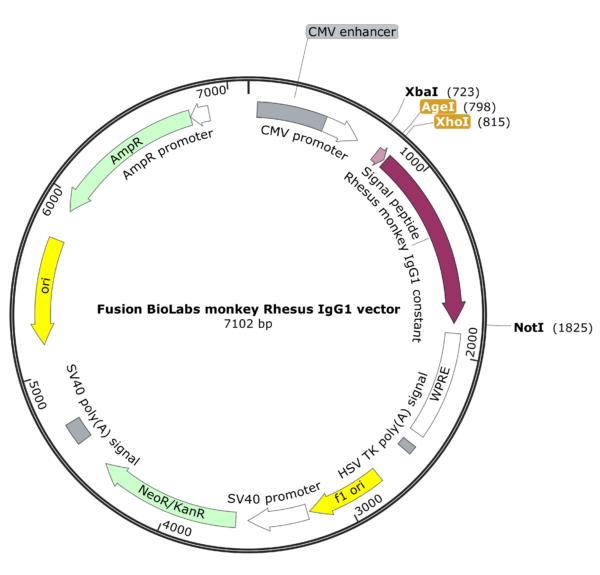 Fusion BioLabs Rhesus monkey IgG1 vector Map
