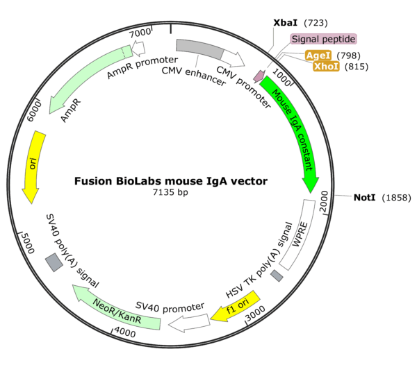 Fusion BioLabs mouse IgA vector Map