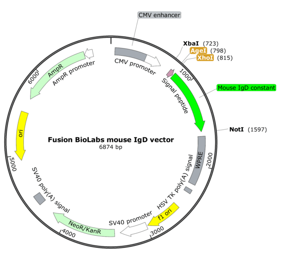 Fusion BioLabs mouse IgD vector Map