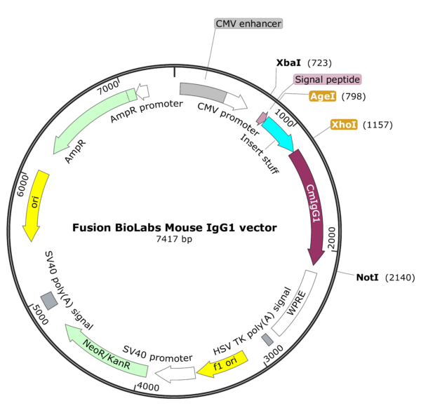 Fusion BioLabs mouse IgG1 vector Map