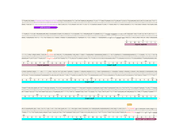 pFB-CHIg-mG2a: Mouse IgG2a Mammalian Expression Vector - Image 3