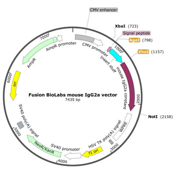 Fusion BioLabs mouse IgG2a vector Map