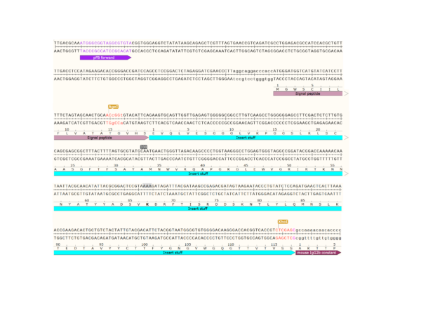 pFB-CHIg-mG2b: Mouse IgG2b Mammalian Expression Vector - Image 3
