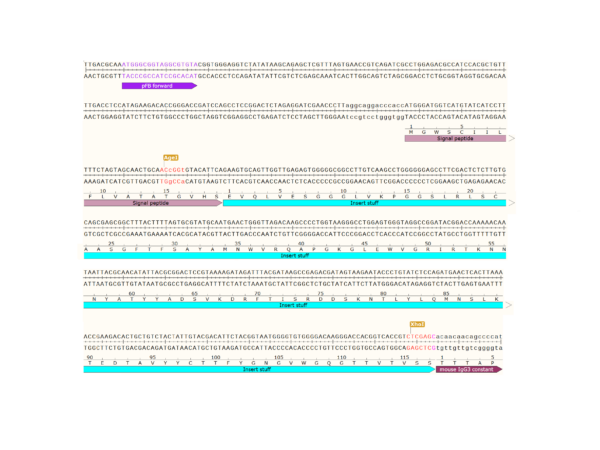 pFB-CHIg-mG3: Mouse IgG3 Mammalian Expression Vector - Image 2