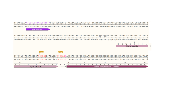 pFB-CHIg-mM (pentamer): Mouse IgM Mammalian Expression Vector - Image 3