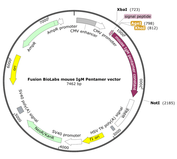 Fusion BioLabs mouse IgM Pentamer vector Map