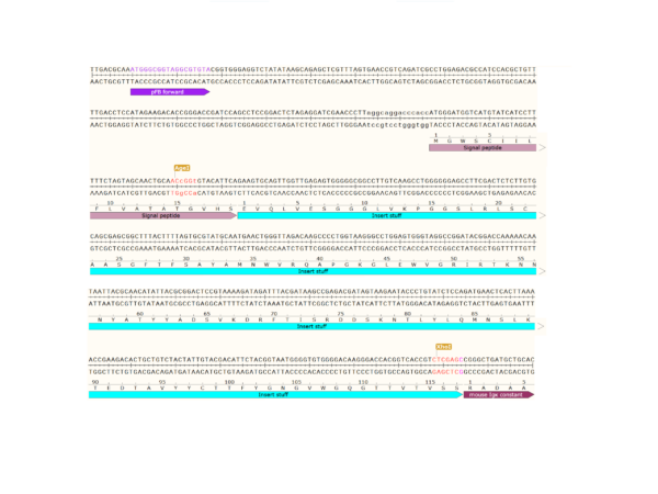 pFB-CLIg-mk: Mouse Igk Mammalian Expression Vector - Image 3