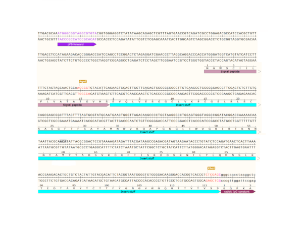 pFB-CHIg-rG: Rabbit IgG Mammalian Expression Vector - Image 3