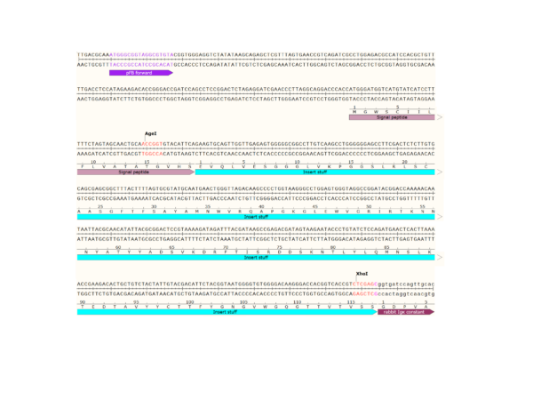 pFB-CLIg-rk1: Rabbit Igk Mammalian Expression Vector - Image 3