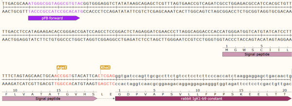 pFB-CLIg-rk1-b9: Rabbit Igk1 b9 Allotype Mammalian Expression Vector - Image 4