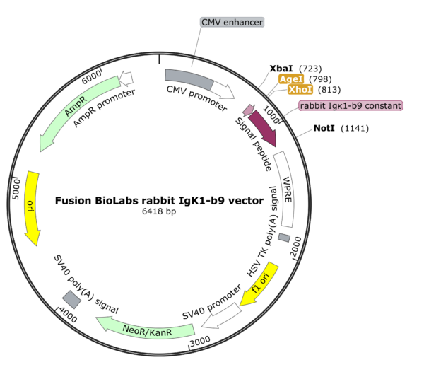 Fusion BioLabs rabbit Igk1 b9 allotype vector map