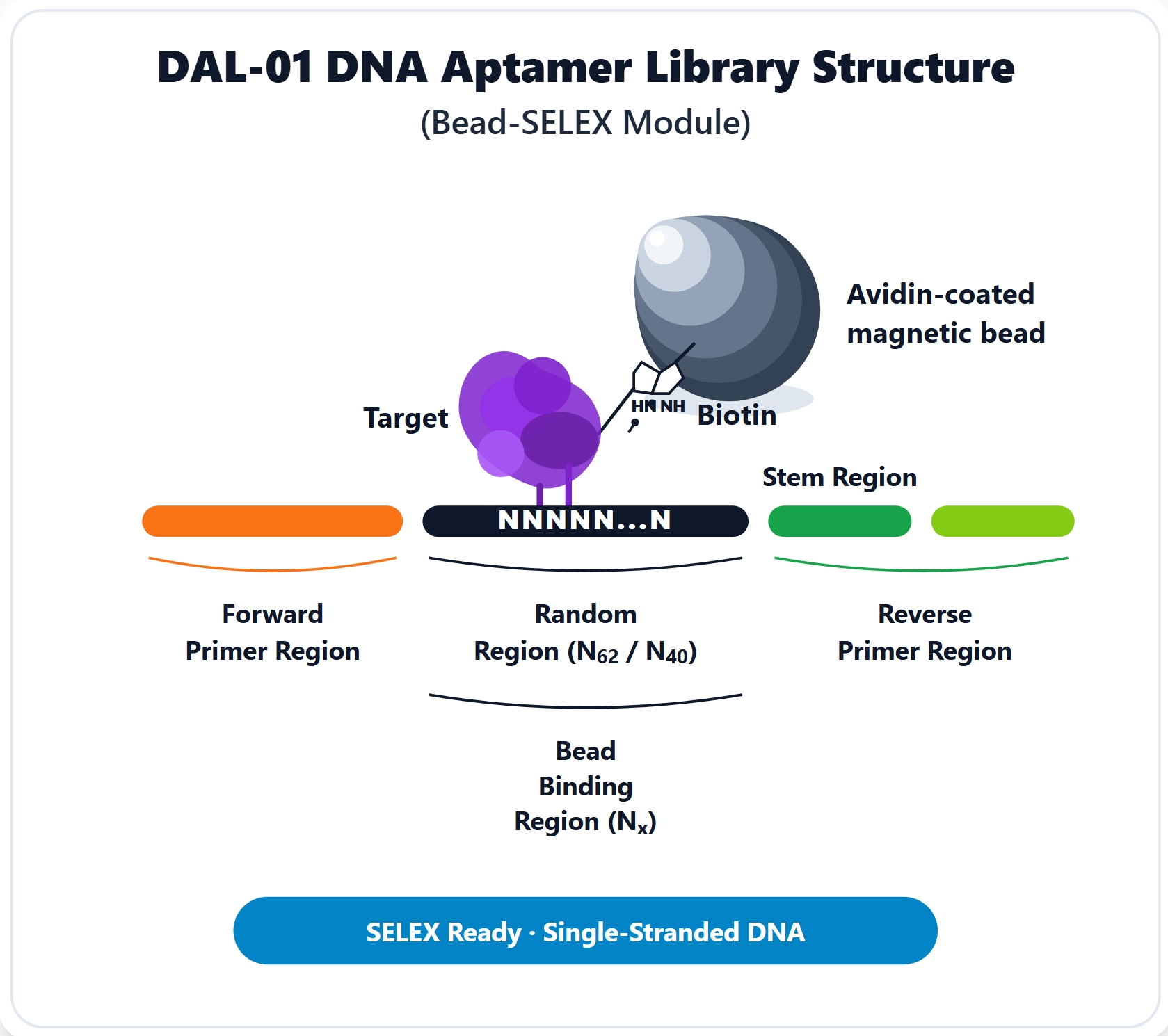DAL-01 DNA Aptamer Library Structure