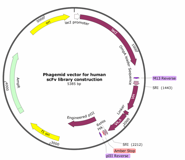 New Human naive scFv vector map