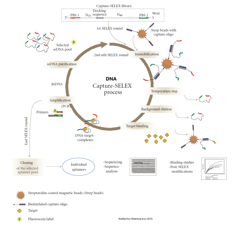 Capture-SELEX Method for Small-Molecule Targets - Fusion BioLabs