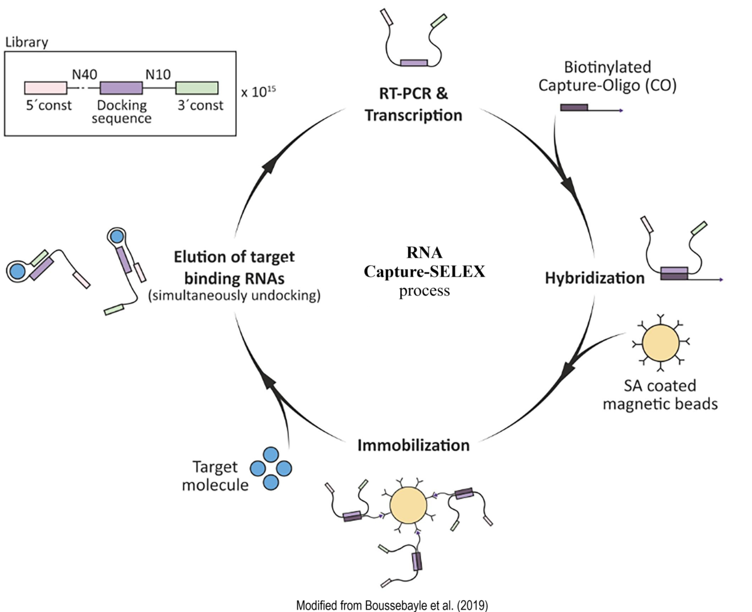 Capture-SELEX Method for Small-Molecule Targets - Fusion BioLabs